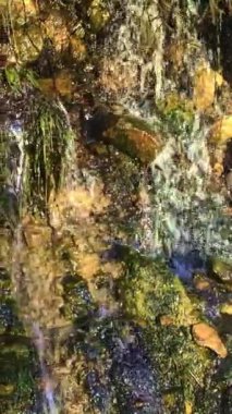Etrafı yapraklı yeşilliklerle çevrili su akan yosun kaplı kayalar. Dikey video.