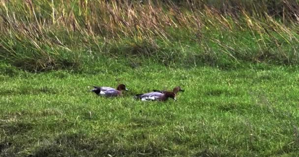 三只鸭子在一片绿地上被捕获 — 图库视频影像