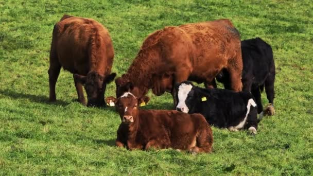 牛の群れが捕らえられ 他の群れが休んでいる間に草を食べている者もいる — ストック動画