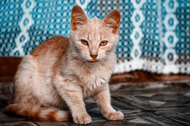 Karmaşık bir arkaplanda oturan özgüvenli bir kediyi gösteren görüntü sükunet ve sükunet yayar..