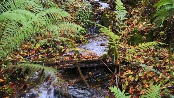 Malý Vodopád Teče Mezi Zelenými Kapradinami Listím Zpomal Oddálit — Stock video
