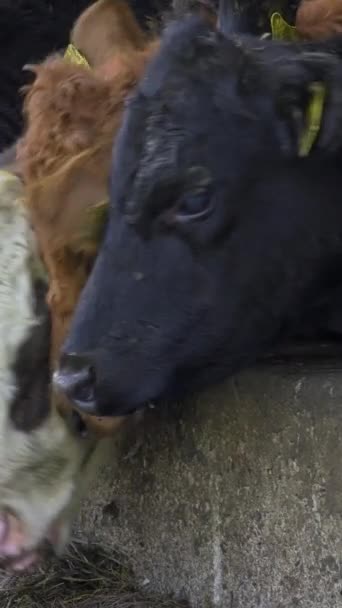 Vacas Con Etiquetas Amarillas Bebedero Movimiento Lento — Vídeos de Stock
