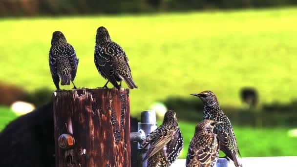 Starlings Reúnen Una Cerca Con Vistas Campo Vibrante — Vídeo de stock
