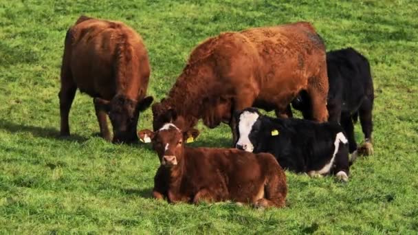 Film Pokazuje Krowy Różnych Kolorów Zielonym Pastwisku — Wideo stockowe