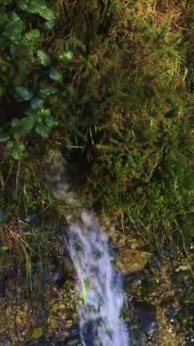 Yeşil yaprakların arasında yosunlu kaya yüzeyinden temiz su akıyor. Dikey video.