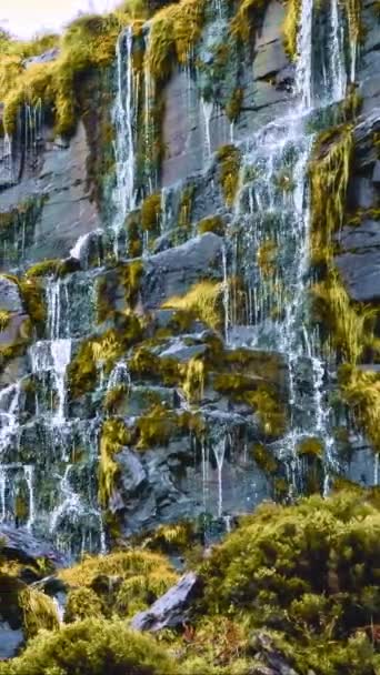 Canlı Yeşil Yosunlarla Kaplı Kayalardan Aşağı Akar Dikey Video — Stok video