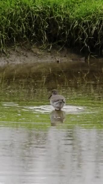 Tranquilidade Capturada Pássaro Sobre Lagoa Pacífica Cercada Por Grama Verde — Vídeo de Stock