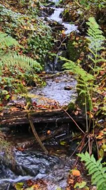 Eğreltiotları orman ortamında doğal bir şelaleyle sınırlıdır. Ağır çekim. Dikey video.