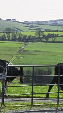 Huzurlu kırsal manzaranın üzerindeki açık gökyüzünde çitin yakınındaki inekler var. Dikey video.