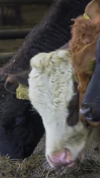Αγελάδες Που Τρέφονται Σανό Στάβλο Αργή Κίνηση — Αρχείο Βίντεο
