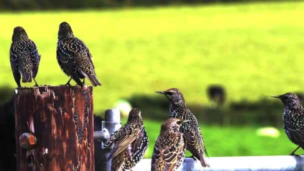 Skupina Ptáků Detailním Peřím Přírodním Prostředí — Stock video