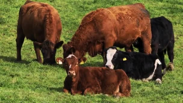 Krowy Polu Dwie Wypasane Trzy Spoczywające Trawie — Wideo stockowe