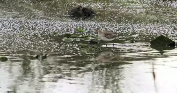 Eine Ruhige Szene Eines Vogels Inmitten Der Natur Der Wasser — Stockvideo