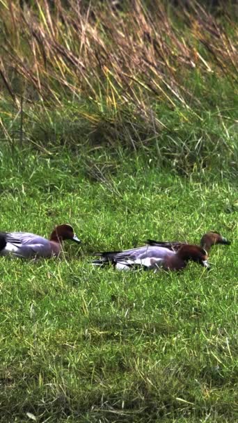 Les Canards Sont Vus Dans Habitat Herbeux — Video