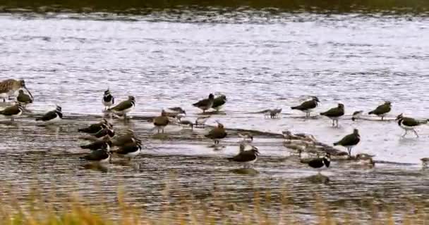 Birds Various Positions Some Standing Water Others Flight Backdrop Tranquil — Stock Video