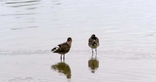 Uzun Gagalı Bir Kuş Sığ Sularda Durur Yansıması Görülebilir Yaban — Stok video