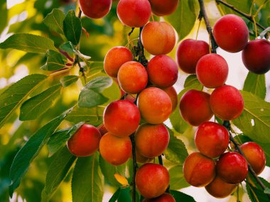 Arkaplanda yeşil yapraklar olan bir ağaç dalında olgun kiraz erikleri. Bahçıvanlar, meyve hasadı temaları veya doğal gıda reklamları için uygundur..