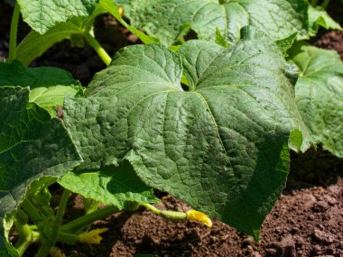 Güneşli Yapraklar: Güneş ışığı yeşil yapraklardaki karmaşık damarları vurguluyor, dingin ve sakin bir manzara yaratıyor.