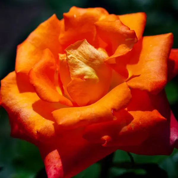 Une Rose Orange Vibrante Pleine Floraison Pétales Ouverts Large Mettant Photos De Stock Libres De Droits