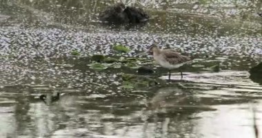 Doğal ortamdaki kuş, suyla çevrili, vahşi yaşamın huzurunu yansıtıyor. Kuş sığ bir gölet boyunca yürür ve tüylerinden su sallar. Kara kuyruklu Godwit. Limosa limozası.