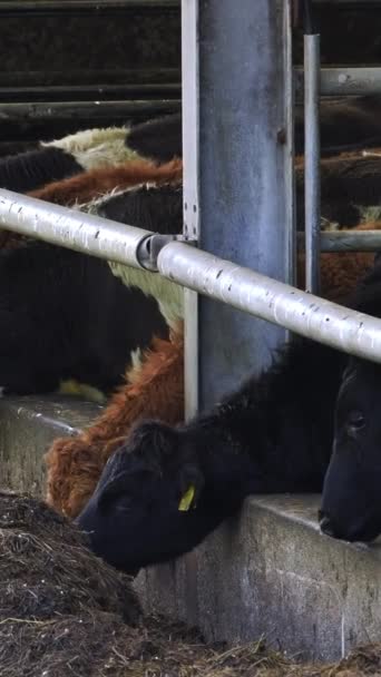 Les Vaches Avec Des Étiquettes Jaunes Nourrissent Foin Vidéo Verticale — Video