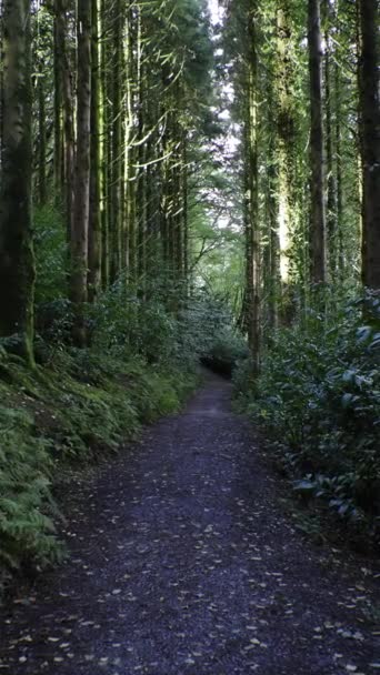 Árvores Altas Lançam Sombras Caminho Florestal Isolado Vídeo Vertical — Vídeo de Stock