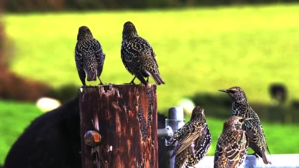 Las Aves Descansan Sobre Madera Rústica Metal Fondo Naturaleza — Vídeos de Stock