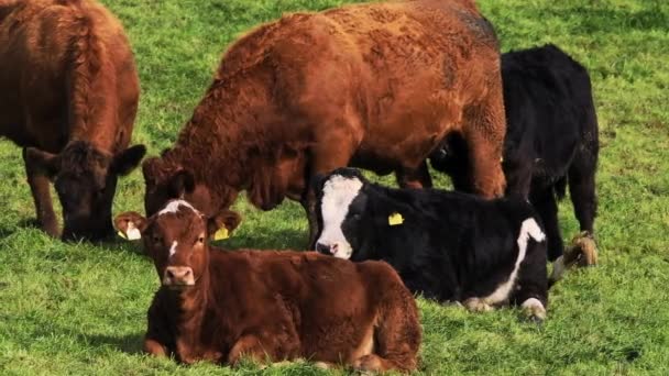 Żywa Zielona Trawa Otacza Krowy Brązowych Czarnych Odcieni — Wideo stockowe