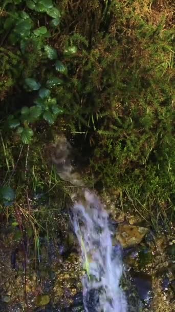 这张照片在茂密的植被中捕捉到一片宁静的瀑布 垂直录像 — 图库视频影像
