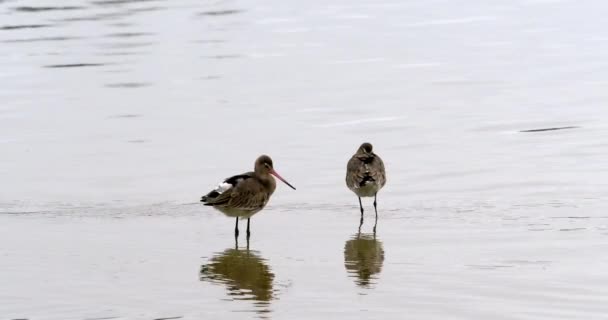 水鸟在水里涉水的鸟 是制作自然记录片或文章的理想场所 — 图库视频影像