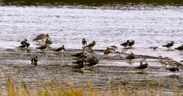 水鸟在湖边相互作用的自然景观 最前面是高草 适于环境物品或以自然为主题的背景 — 图库视频影像