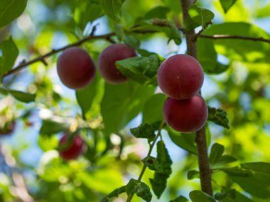 Doğal ortamında olgun erikler. Tarımsal promosyonlar, organik gıda reklamları ve meyve yetiştirme üzerine eğitici materyaller için uygundur..