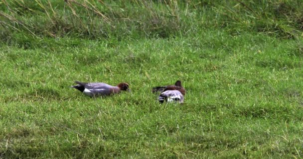 Trois Canards Sont Capturés Dans Une Zone Herbeuse Sereine — Video