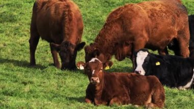 Canlı yeşil çimenler kahverengi ve siyah renkli inekleri çevrelemektedir..