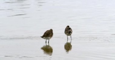 Sakin suyun ortasında narin gagalı bir kuş, çevresel farkındalığa eğilimlidir..