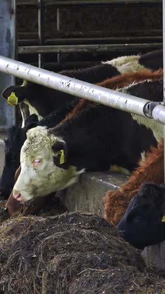 Estación Alimentación Con Cuatro Vacas Diversas Vídeo Vertical — Vídeos de Stock
