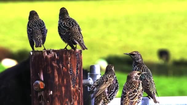 Aves Adornadas Con Plumas Estampadas Detienen Esgrima — Vídeos de Stock