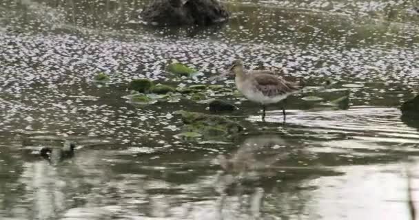 Ein Einsamer Vogel Steht Inmitten Von Spiegelungen Auf Der Wasseroberfläche — Stockvideo