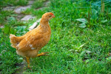 Zengin yeşil yapraklarla çevrili bir tavuğu orta basamakta yakalayan ayrıntılı bir resim..