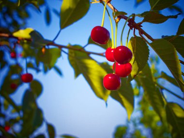 Olgun kirazlar hasat için hazır; canlı yeşil yapraklar bir zemin üzerinde vurgulanmış