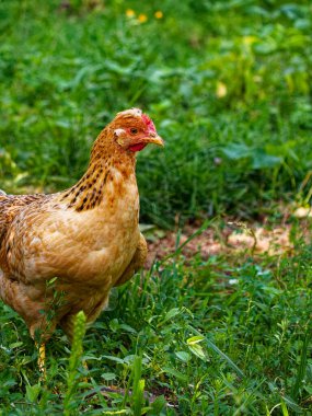 Küçük turuncu, ibikli bir tavuk. Doğada tavuk.