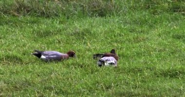 Görüntü, bir tarladaki ördeklerin huzurlu bir sahnesini gösteriyor..