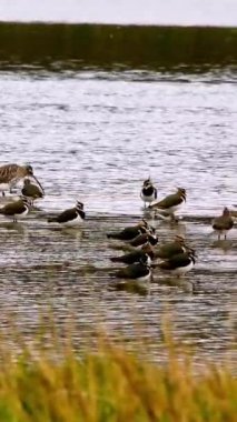 Çimlerle çevrili bir gölde toplanan kuşlar; bu video kuş davranışlarını veya sulak arazi ekosistemlerini tasvir etmek için eğitim materyallerinde kullanılabilir..