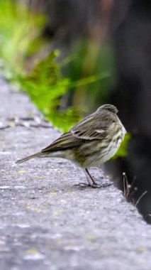 Yalnız bir Meadow Pipit bir çıkıntının üzerinde duruyor, uzaklığa bakıyor. Dikey video.
