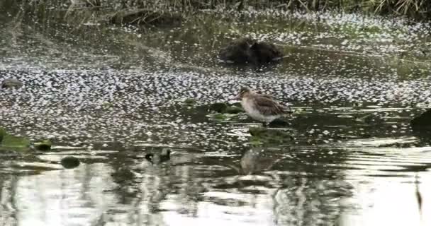 Bird Stands Shallow Water Reflecting Serene Natural Environment Black Tailed — Stock Video