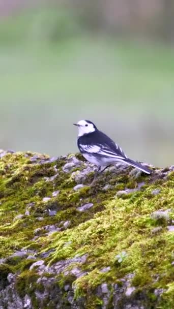 自然栖息地的鸟类 黑白鸟栖息在生机勃勃的青苔上 用于环境教育 观鸟指南 系紧了的尾翼 — 图库视频影像