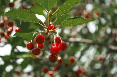 Canlı kırmızı kirazlar yemyeşil yaprakların arasında sallanıyor. Beslenme ve refah içeriği için uygun.