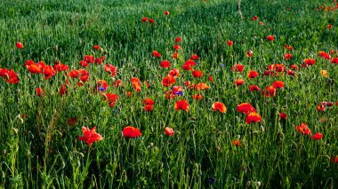 An array of blossoming red poppies adorn a dense, sunlit field of grass. clipart