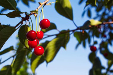 Bir daldan sarkan parlak kırmızı kiraz kümesi, doğada taze üretimin somut bir örneği..