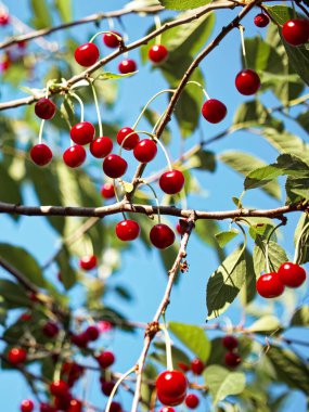 Gün ışığında bereketli bir kiraz ağacı. Olgun kiraz kümeleri yeşil yapraklardan oluşan bir fonda belirgin bir şekilde sergilenir..